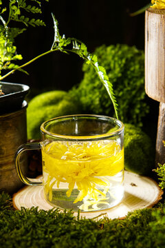 Backlit Chrysanthemum Tea In Glass Cup