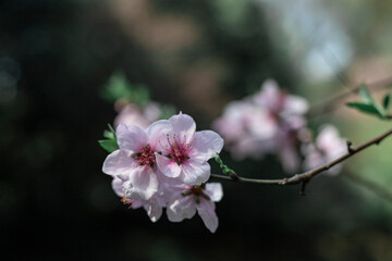 Pink Peach Blossoms Delicate Spring Floral Portrait