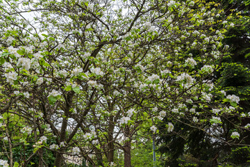 Flowering Tree with White Spring Blossoms in a Green Garden Setting