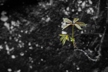 Spring Vine Sprouts Botanical Desktop Background