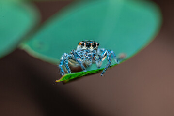 Green background. Peacock spider or Maratus mungaich. This spider is known as a jumping spider.