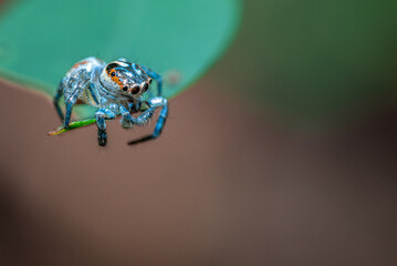 Green background. Peacock spider or Maratus mungaich. This spider is known as a jumping spider.