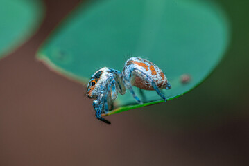 Green background. Peacock spider or Maratus mungaich. This spider is known as a jumping spider.