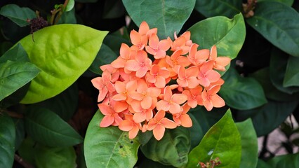 Red Soka Flowers, Ixora coccinea, Jungle geranium.