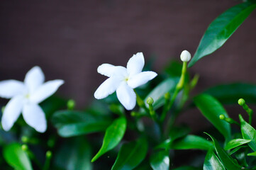 Cape Jasmine , Gardenia jasminoides or Gardenia or Crepe Jasmine or Arctic Snow or Milky Way or Snowflake or RUBIACEAE or white flower