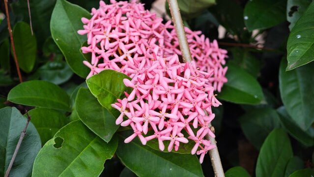 Red Soka Flowers, Ixora coccinea, Jungle geranium.