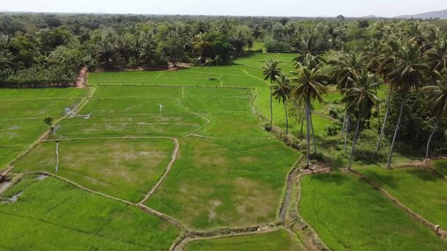 Verdant rice paddies with scattered palm trees sprawling across lush tropical landscape, revealing intricate agricultural patterns from aerial perspective in Sri Lanka