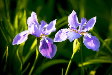 Elegant Orchids Blooming In Gentle April Light