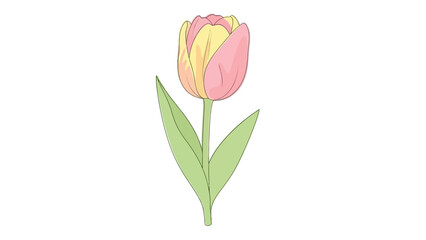 Fototapeta premium A simple illustration of a single tulip flower with pink and yellow petals, a green stem, and green leaves on a white background.