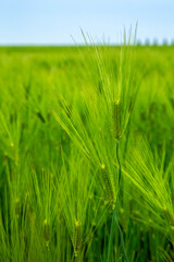 Green barley fields in Gochang