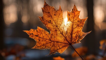 A single, vibrant orange maple leaf is backlit by warm sunlight