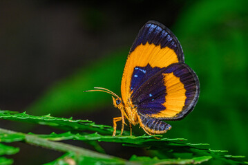 an orange-brown butterfly perched on a leaf