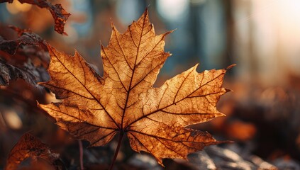 Fototapeta premium Golden autumn maple leaf, detailed veins, soft focus background of trees