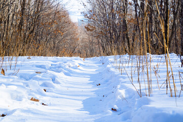 Northern Winter Heavy Snow Scenic Landscape