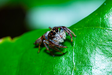 Green background. Peacock spider or Maratus mungaich. This spider is known as a jumping spider.