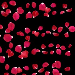 Falling Red Rose Petals on Black Background