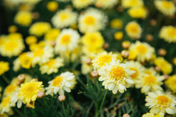 Fresh Hillside Covered With White Daisies