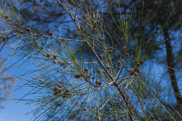 A close-up of a pine tree branch with green needles and small cones against a clear blue sky.