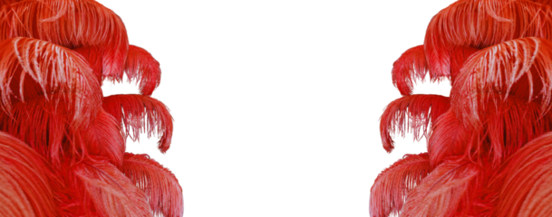 Red feathers on transparent background for graphic design.