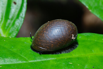 Snails are crawling on fresh green leaves