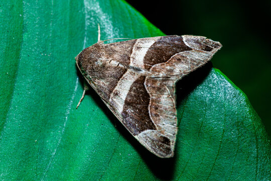 Dysgonia algira. A moth in the Erebidae family. This species is found in the Palearctic. It flies from May to August.