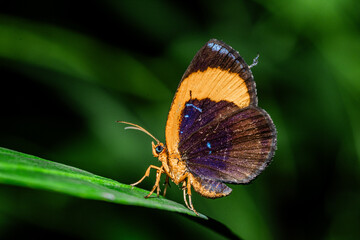 an orange-brown butterfly perched on a leaf