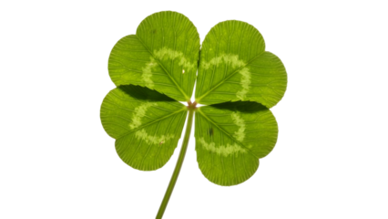 Detailed four leaf clover close up view isolated on transparent background