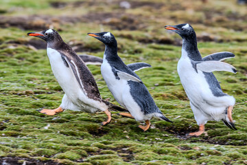 Gentoo Penguins of the Run, Falkland Islands (Islas Malvinas)