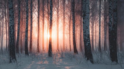 Winter forest illuminated by rose gold sunrise light, sparkling snow, tall slender birch trees, dreamy warm cold contrast, soft fog between