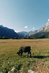 Obraz premium Cow grazing in a green meadow within a wide valley framed by rugged mountains under a clear blue sky, pastoral pasture landscape conveying peaceful rural nature and open grassland.