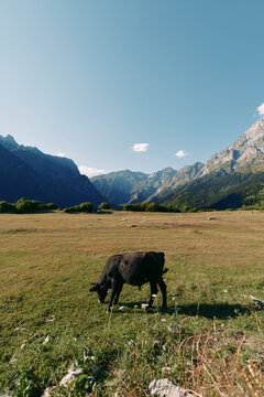 Cow grazing in a green meadow within a wide valley framed by rugged mountains under a clear blue sky, pastoral pasture landscape conveying peaceful rural nature and open grassland.