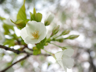 植物　春　白い花