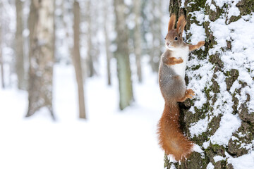 curious fluffy squirrel sitting on tree trunk covered with snow.