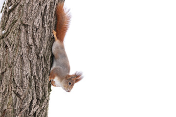 red squirrel sitting on tree trunk against blurred snowy winter forest background.