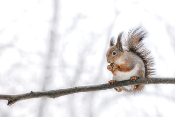 small red squirrel sitting on tree branch in winter park and eats a hazelnut.