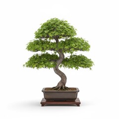 Japanese bonsai tree with green leaves in a small pot, isolated on a white background