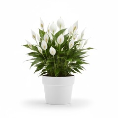 Pink blossom on a blooming cactus houseplant in a terracotta flowerpot, isolated for nature and botanical decoration
