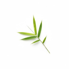 Fresh green bamboo leaves, natural flora, isolated on a white background
