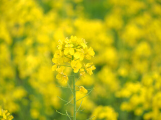 植物　黄色の花