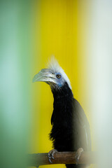 White Crowned Hornbill Portrait with Green and Yellow Background