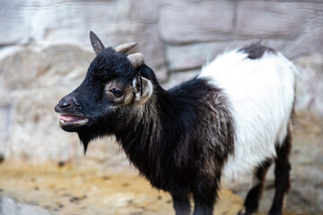 Profile of Young Black and White Goat with Small Horns on Dirt Floor