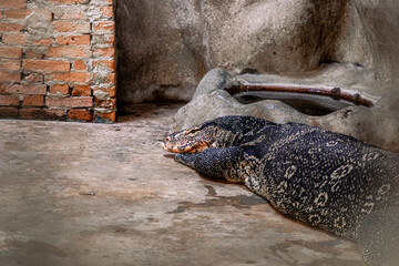 Large Water Monitor Lizard Resting on Concrete Floor Beside Brick Wall