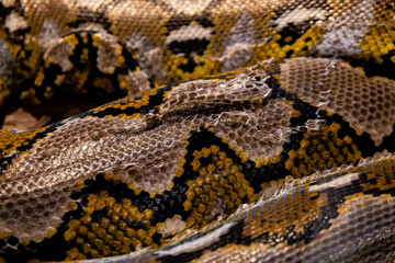 Extreme Close Up of Reticulated Python Shedding Skin Texture