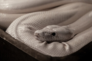 Profile Close Up of Albino Python Snake Head and Coiled Body