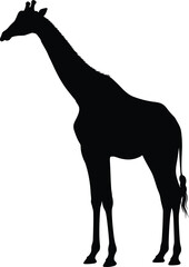 Standing Giraffe Silhouette – Isolated on Transparent Background Black Wildlife Vector Illustration