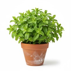 Fresh aromatic basil herb plant growing in a white isolated pot