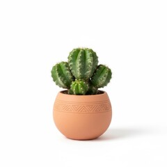 Isolated green succulent cactus houseplant in a white flowerpot