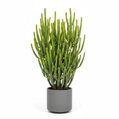 Fresh green grass and cactus plants in a white pot isolated for spring growth