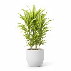 Potted houseplant with fresh green leaves isolated on white for home decoration