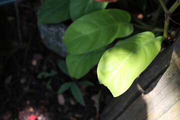 Close-up of vibrant green leaves in natural sunlight